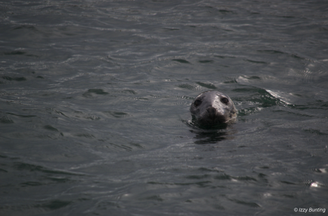 Seal swimming, Farne Islands